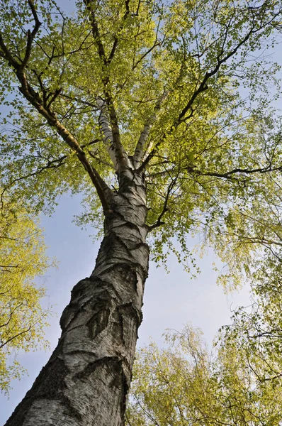 Дерево Зеленим Листям Небі — стокове фото