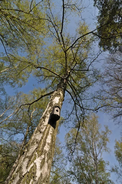 Corteza Árbol Naturaleza Botánica — Foto de Stock