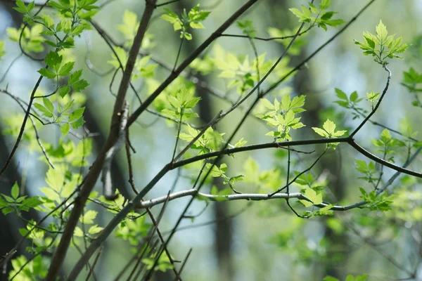 Świeże Zielone Liście Gałęziach Drzew Wiosną — Zdjęcie stockowe