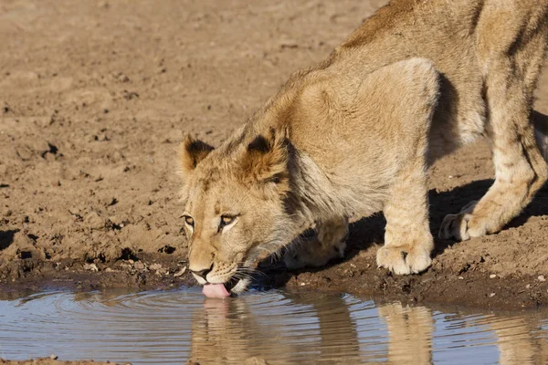 Leeuw Panthera Leo Zittend Een Pad Okavango Delta Botswana — Stockfoto