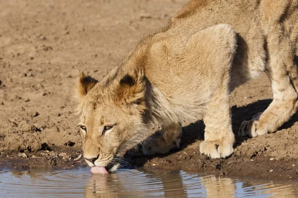 Leeuw Panthera Leo Zittend Een Pad Okavango Delta Botswana — Stockfoto