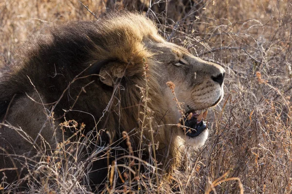 Panthera Leo 坐在博茨瓦纳奥卡万戈三角洲的一条小径上 — 图库照片