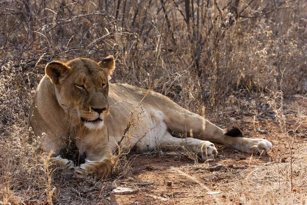 サバンナの野良猫ライオンの捕食者 — ストック写真