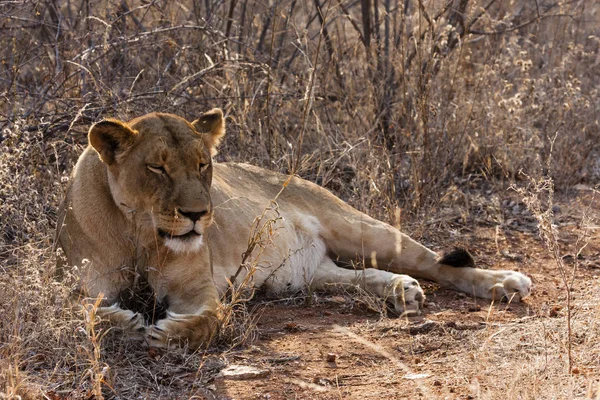 Savannah Wildcat Gato Predador Leoa — Fotografia de Stock