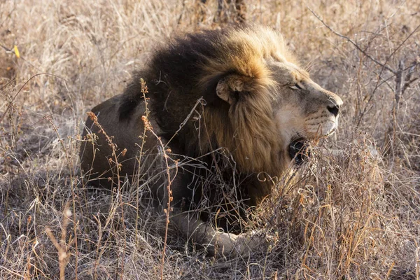 Leeuw Panthera Leo Zittend Een Pad Okavango Delta Botswana — Stockfoto