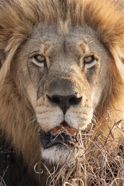 Aslan Panthera Leo Bir Patikada Oturuyor Okavango Delta Botswana — Stok fotoğraf