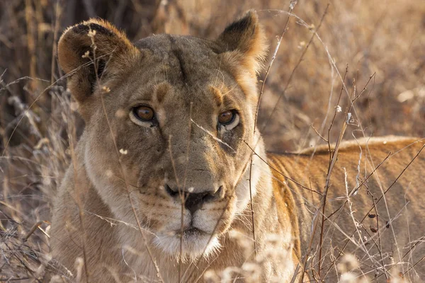 Savannah Wildcat Löwin Raubkatze — Stockfoto