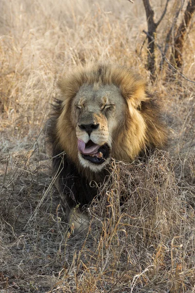 Lew Panthera Leo Siedzi Ścieżce Okavango Delta Botswana — Zdjęcie stockowe