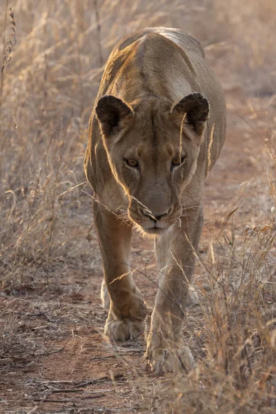 Lion Panthera Leo Sitting Path Okavango Delta Botswana — Stock Photo, Image
