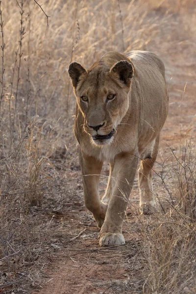 Leão Panthera Leo Sentado Caminho Okavango Delta Botsuana — Fotografia de Stock
