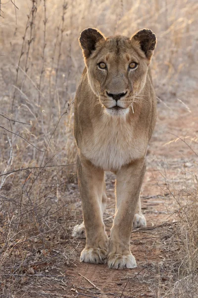 Lew Panthera Leo Siedzi Ścieżce Okavango Delta Botswana — Zdjęcie stockowe