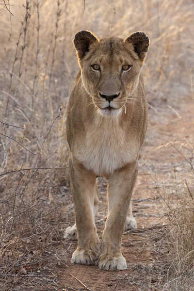 Panthera Leo 坐在博茨瓦纳奥卡万戈三角洲的一条小径上 — 图库照片