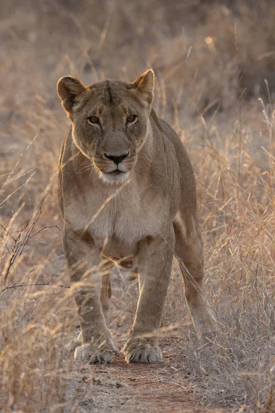 Lejon Panthera Leo Sittande Stig Okavango Delta Botswana — Stockfoto