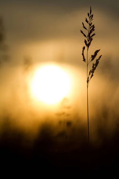 Grass Krajina Nádherné Slunce Světlo — Stock fotografie