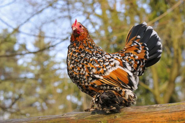 Kilátás Gyönyörű Madár Természetben — Stock Fotó