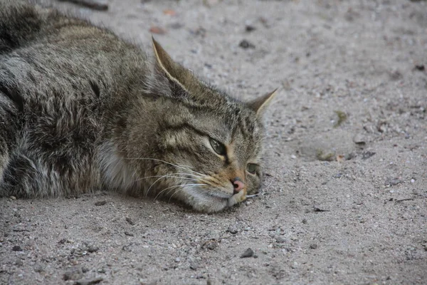 特写中的野猫 — 图库照片