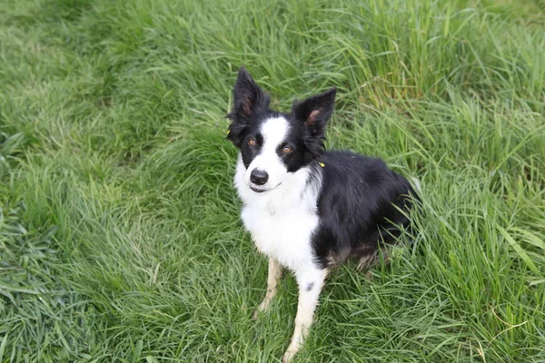 Border Collie Close — Fotografia de Stock