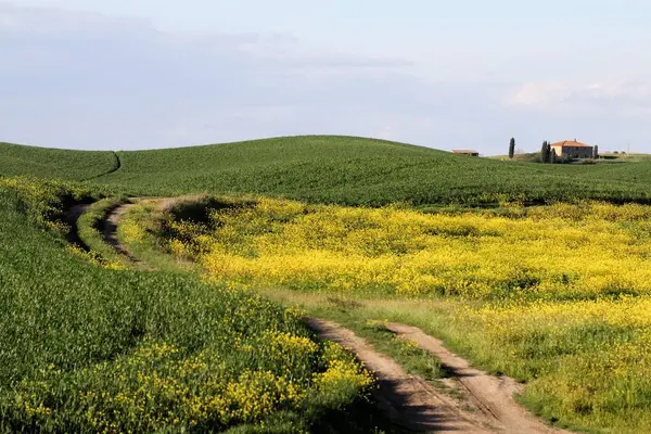 Agriculture Rape Field Yellow Flora — Stock Photo, Image