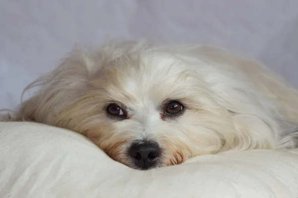 Mini Shooting Con Havanese — Foto Stock