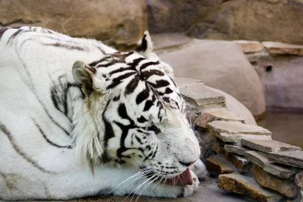 Lavagem Tigre Branco Por Língua — Fotografia de Stock