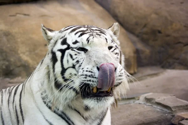 Lavar Nariz Tigre Blanco Por Lengua — Foto de Stock