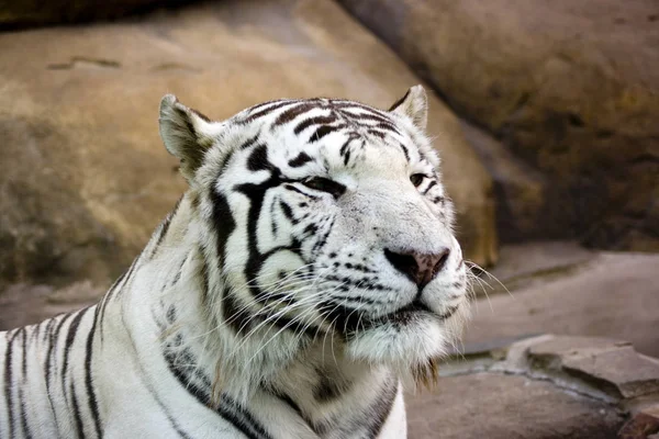 Tigre Salvaje Depredador Felino — Foto de Stock