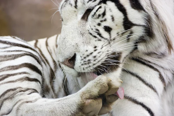 Weißer Tiger Wäscht Kralle Mit Der Zunge — Stockfoto