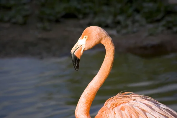 Rózsaszín Flamingó Közelkép Természetes Háttér — Stock Fotó