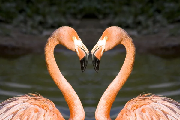 Birbirine Aşık Iki Pembe Flamingo — Stok fotoğraf