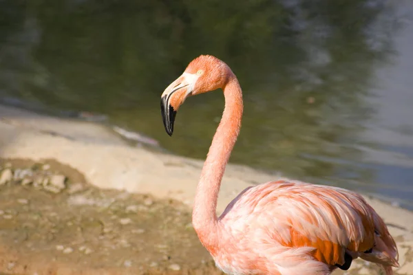 Rózsaszín Flamingó Természetes Háttér — Stock Fotó