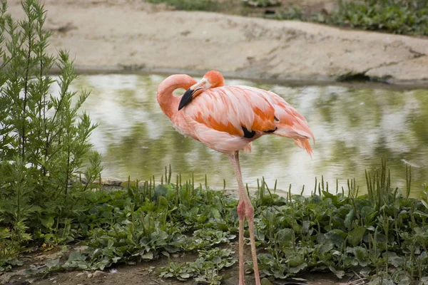 Flamingo Rosa Plantas Verdes — Fotografia de Stock