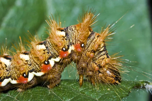 Closeup Macro View Caterpillar Insect — Stock Photo, Image