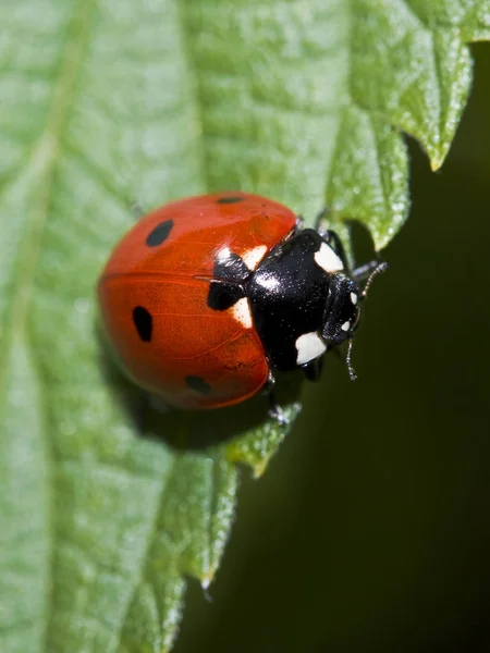 Vista Cerca Del Pequeño Insecto Mariquita — Foto de Stock