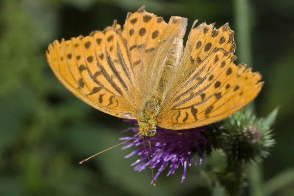 Метелик Квітці Комаха Метелик Природі Флорі Фауні — стокове фото
