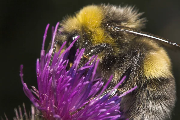 Bumblebee Verzamelen Stuifmeel Bloem — Stockfoto