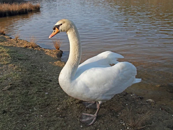 Schilderachtig Uitzicht Majestueuze Zwaan Natuur — Stockfoto