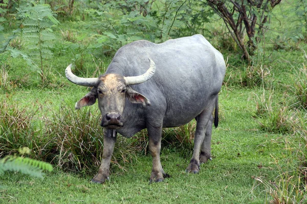 Tropische Buffels Zijn Verrast Kijken Naar — Stockfoto