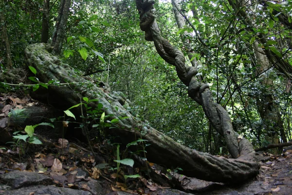 Старе Дерево Ліани Тропічному Лісі — стокове фото