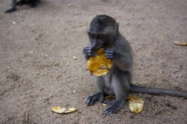 Les Jeunes Singes Mangent Des Bananes Avec Amour Est Une — Photo