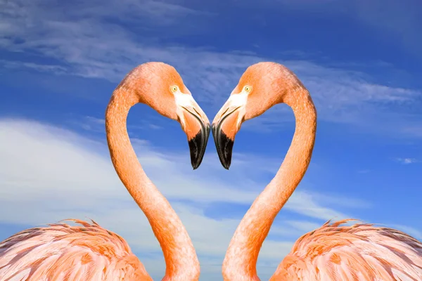 Två Rosa Flamingos Som Hjärta Molnen Himmel Bakgrund — Stockfoto