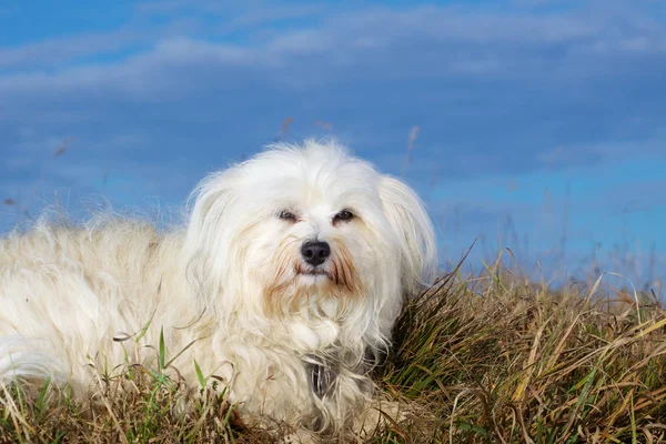 Havanese Como Modelo — Fotografia de Stock