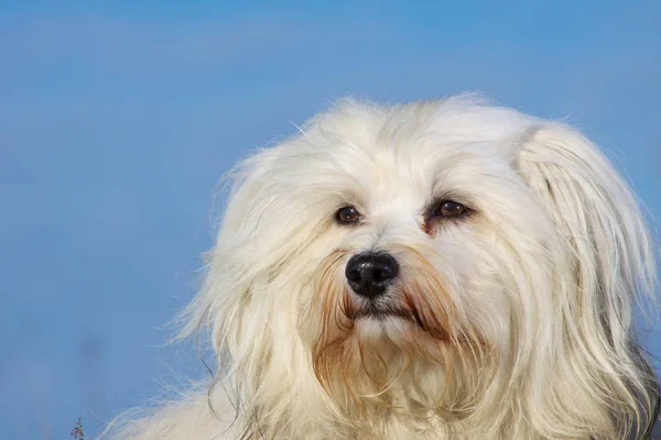 Retrato Cão Bonito — Fotografia de Stock