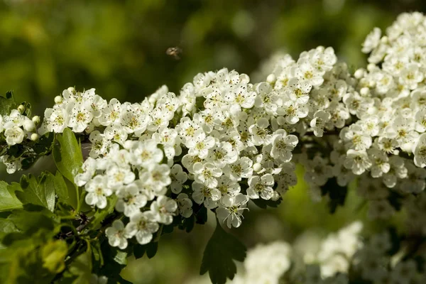 Hawthorn Tree White Flowers Branch — Stock Photo, Image