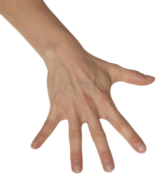 Genişlemiş Parmakları Olan Dişil Sağ Beyaz Arkaplanda Kırpma Yolu Ile — Stok fotoğraf
