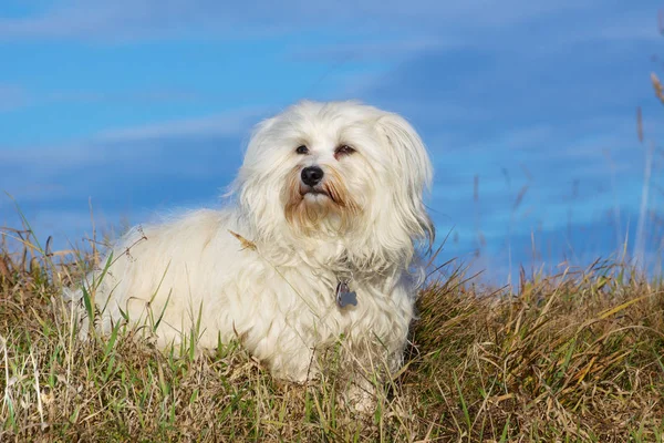 Retrato Cão Bonito — Fotografia de Stock