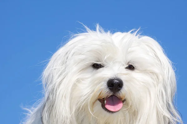 Cão Maltês Branco Com Olhos Azuis — Fotografia de Stock