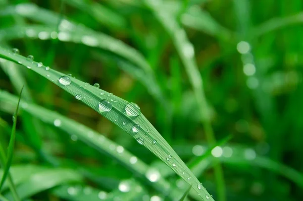 绿草叶 有雨滴 — 图库照片