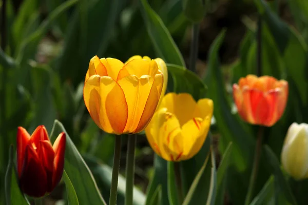 Tulipes Fleurs Florissantes Dans Nature Flore — Photo