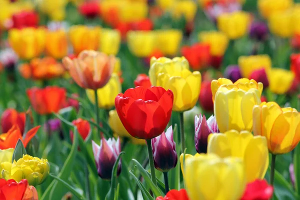 Tulipány Kvetoucí Květiny Přírodě Flóra — Stock fotografie