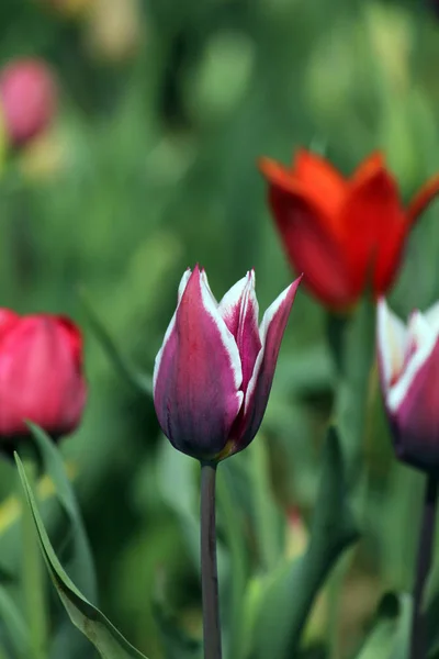 Tulips Blooming Flowers Nature Flora — Stock Photo, Image